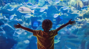 Boy at aquarium